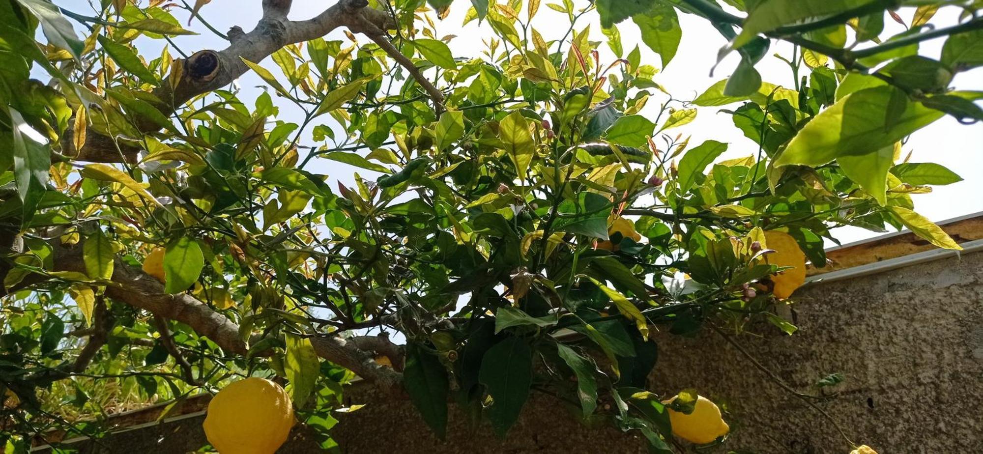 Apartmán La Pica Marina Anacapri Exteriér fotografie